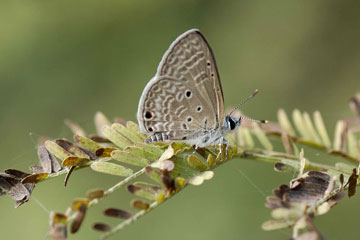 Bright Babul Blue Azanus-ubaldus)