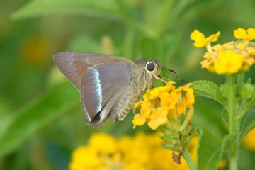 Common-Banded-Awl-(Hasora-chromus)