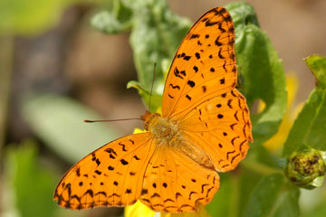 Common Leopard butterfly (Phalanta-phalantha)