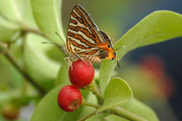 Common Silverline Butterfly (Spindasis vulcanus)