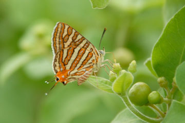 Common Silverline Butterfly (Spindasis vulcanus)