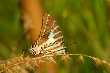 Common Swordtail (Graphium policenes)