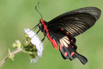 common rose (Pachliopta aristolochiae)