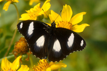 Danaid Eggfly (Hypolimnas misippus)