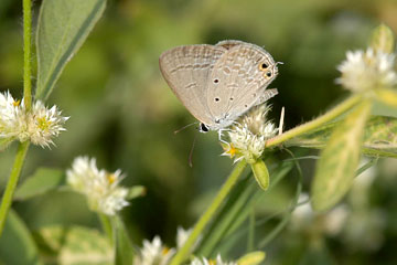 Forget me not butterfly (Catochrysops strabo)