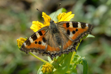 Indian Tortoiseshell (Aglais kaschmirensis)