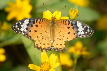 Indian fritillary (Argynnis hyperbius)