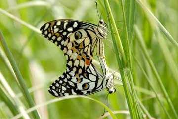 Lemon butterfly (Papilio demoleus)