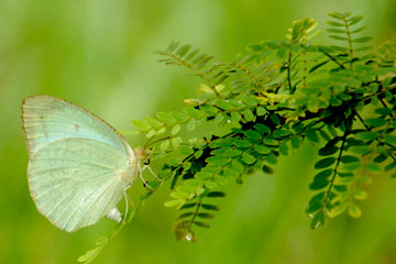 Mottled Emigrant (Catopsilia pyranthe)