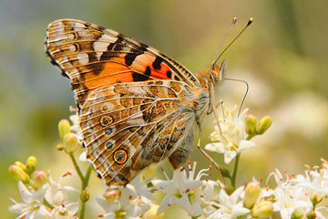 Painted Lady, Vanessa cardui