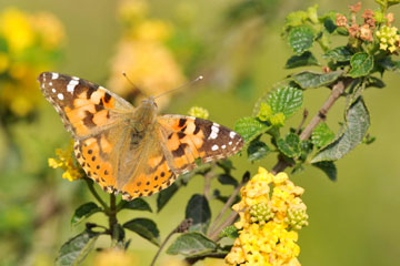 Painted Lady, Vanessa cardui