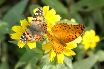 Painted lady and Common leopard butterfly