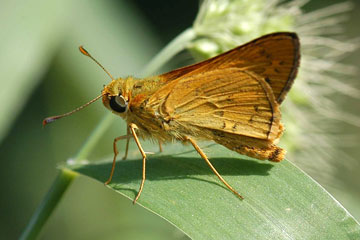 Pale Palm Dart (Telicota colon)