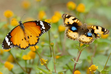 Plain tiger and Yellow pansy butterfly