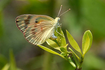 Small Salmon Arab butterfly