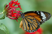 Striped-Tiger-Butterfly-(Danaus-genutia)
