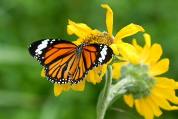 Striped Tiger Butterfly (Danaus genutia)