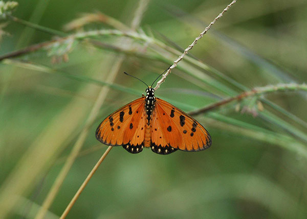 Tawny Coster (Acraea terpsicore)