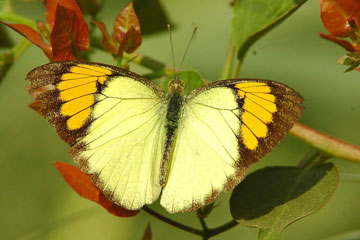 Yellow Orange Tip, Ixias pyrene