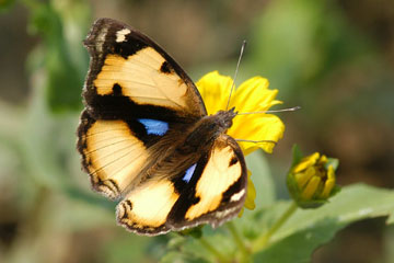 Yellow Pansy (Junonia hierta cebrene)