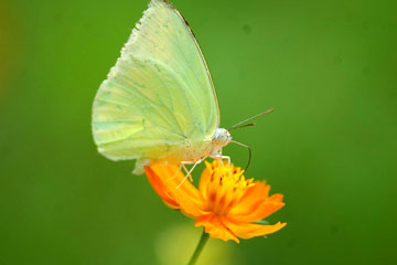 common emigrant Catopsilia pomona