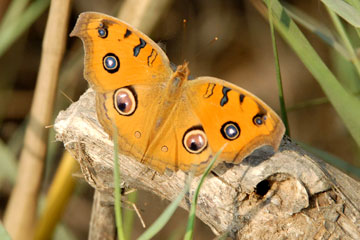 peacock pansy butterfly (Junionia almana)