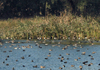 Yamuna Biodiversity Park